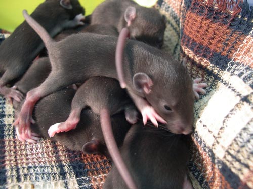 http://www.rat.ru/babies-olka/ol_d14_8.jpg