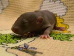 Мальчишечка Mink Self (11 дней)