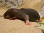 Девочка Mink Berkshire (11 дней)