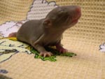 Мальчишечка Mink Self (11 дней)