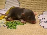 Мальчишечка Mink Berkshire (11 дней)