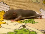 Мальчишечка Mink Self (11 дней)