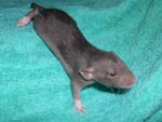 Парнишка Mink Self Dumbo (17 дней)