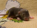 Девочка Mink Berkshire (11 дней)