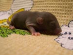 Девочка Mink Self (11 дней)