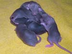 Крысята окраса Mink, 9 дней