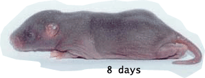 8 day