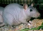 HairlessRat