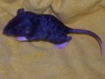 девочка Black Berkshire Dumbo Rex (Сафо), 19 дней