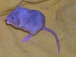 девочка Blue Berkshire Dumbo (Санни Скай), 19 дней