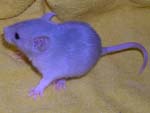 мальчик Blue Berkshire Dumbo-carrier, 19 дней