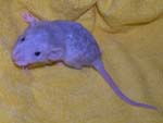 мальчик Blue Berkshire Dumbo Rex (Спарки), 19 дней