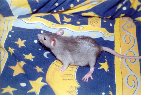 http://www.rat.ru/babies3/mesyac12.jpg