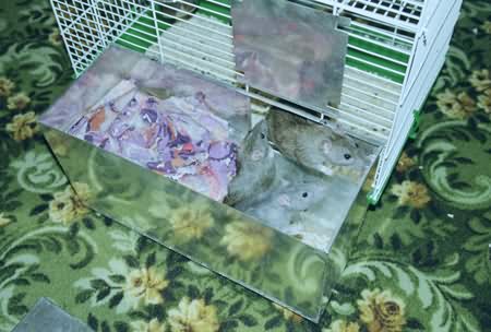 domik