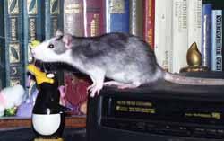Ciska