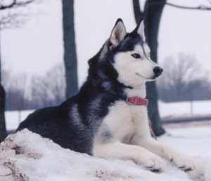 Husky Dog