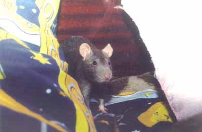 Asya