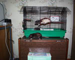 Dana&Cage