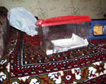Dikaya Mashka