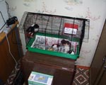 Cage