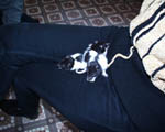Obed