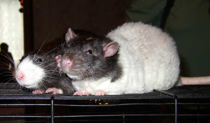 Cosmos&Squeak