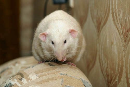 Buddy of Alpha Centauri