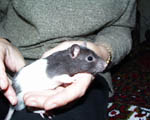Malysh