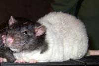 Squeak
