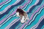 Agouti Banded Husky Doe