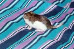 Agouti Banded Husky Doe