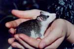 Agouti Badger Husky Male