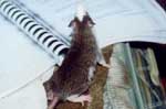 Agouti Badger Husky Male