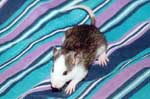Agouti Badger Husky Male