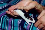 Black Banded Husky Doe