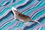 Agouti Badger Husky Male