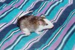 Agouti Badger Husky Male